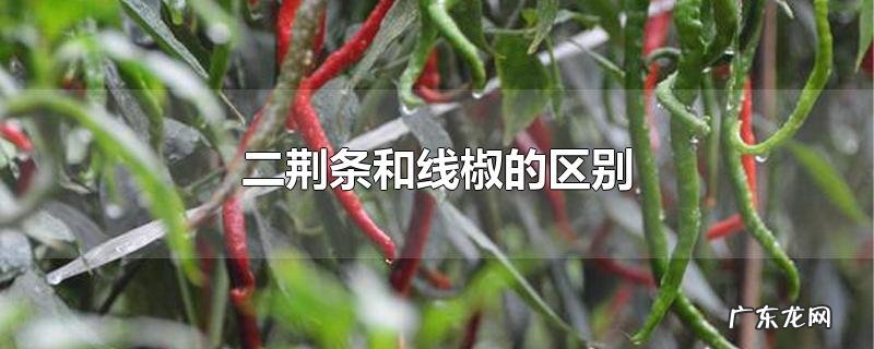 二荆条和线椒的区别
