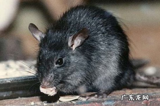 死老鼠的臭味有毒吗