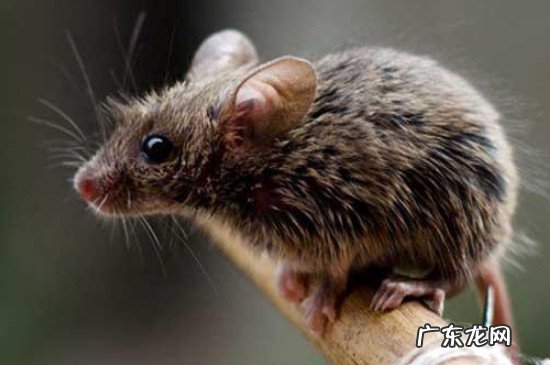 死老鼠的臭味有毒吗