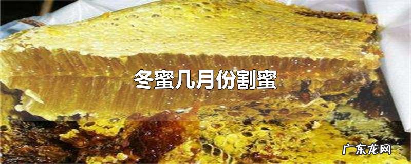 冬蜜几月份割蜜