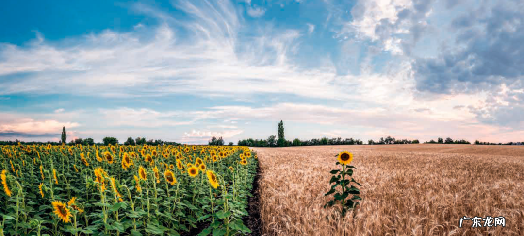 2022年为啥囤粮 各国囤粮结果是什么样的