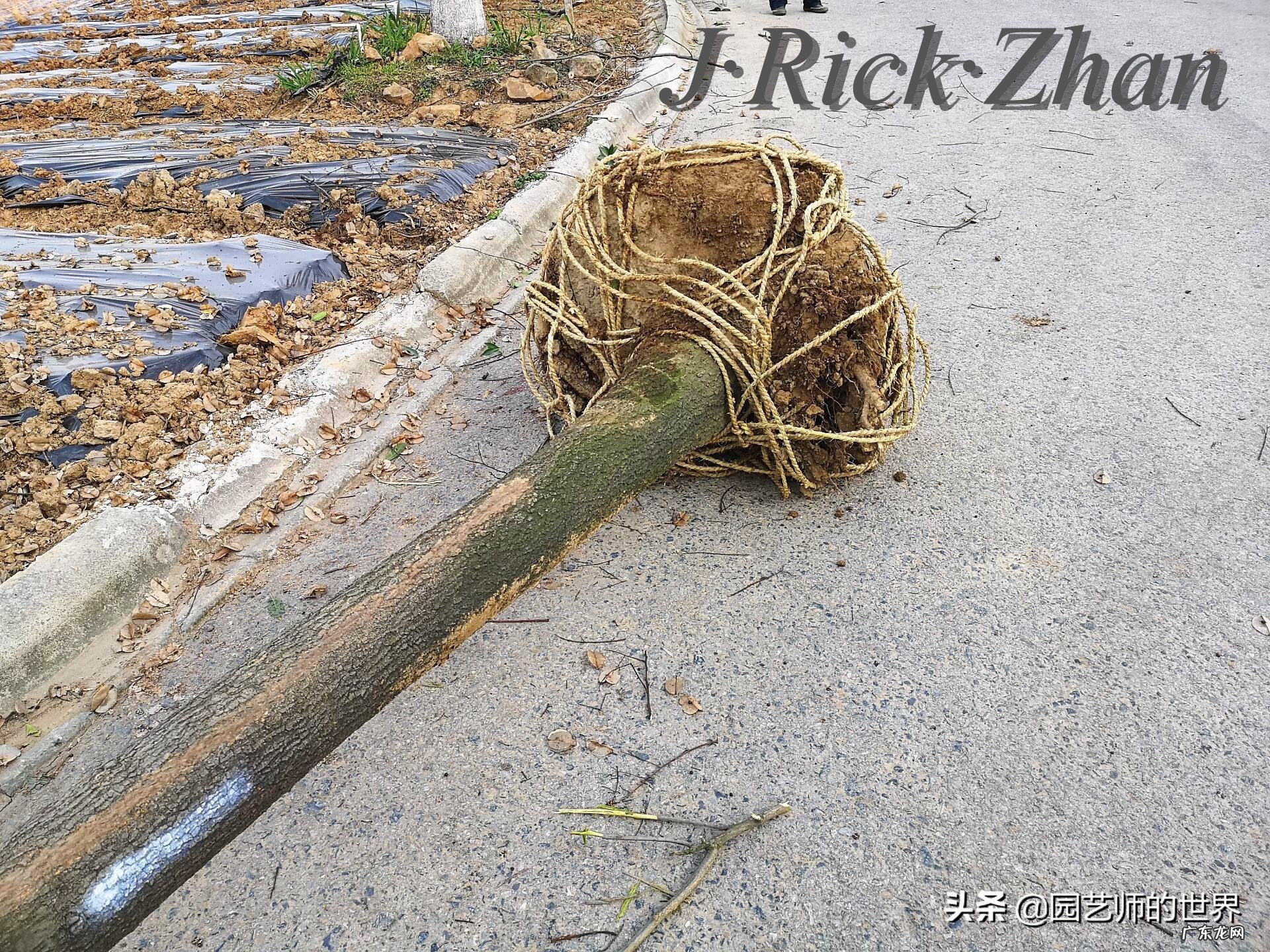 顺祝商祺 顺祝商祺是什么意思啊