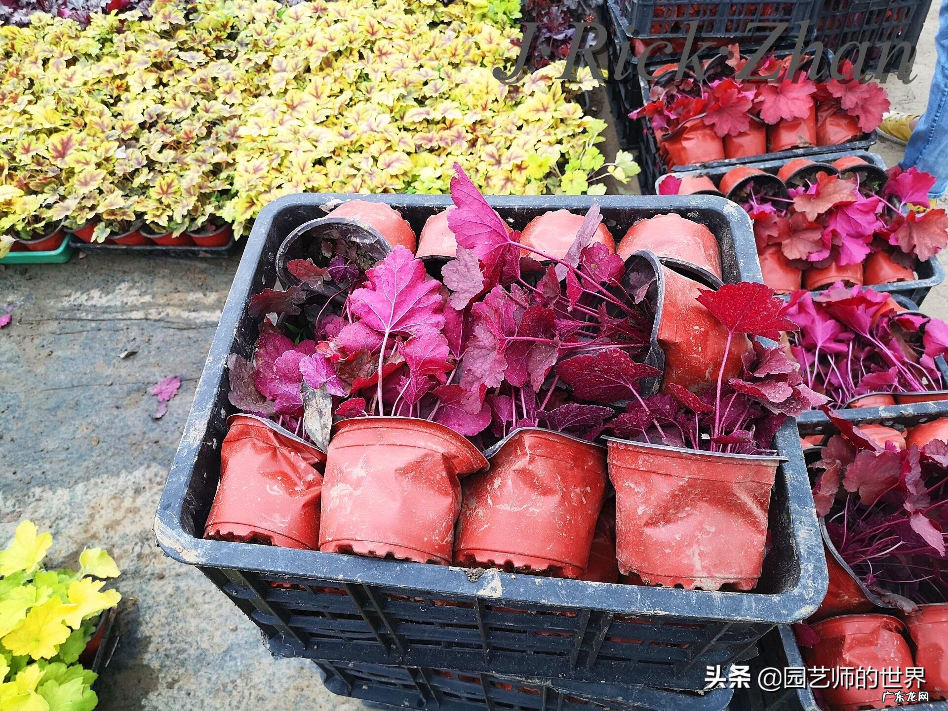 顺祝商祺 顺祝商祺是什么意思啊