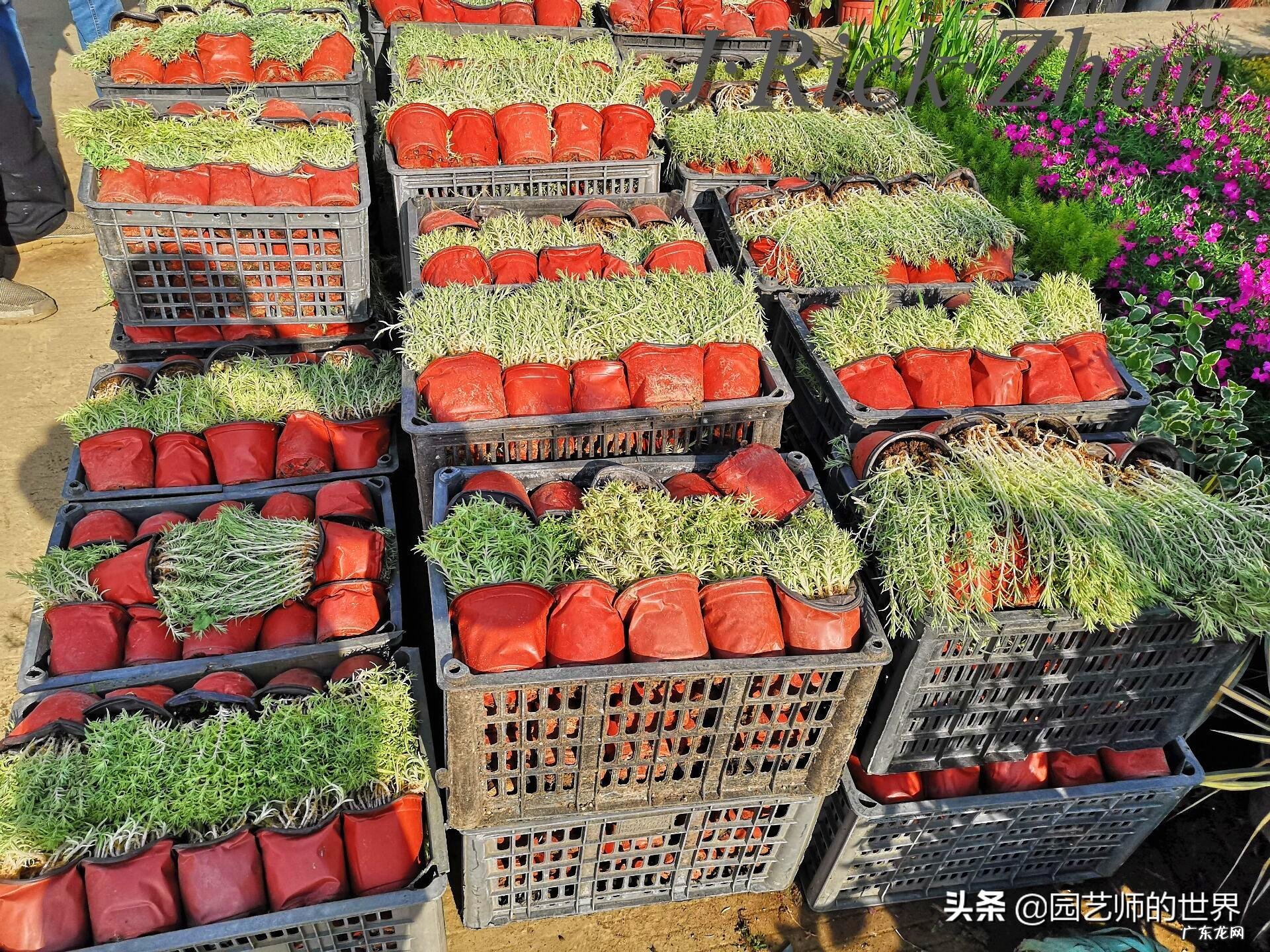 顺祝商祺 顺祝商祺是什么意思啊