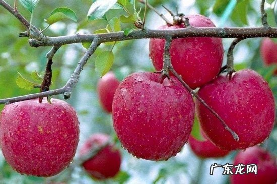 桑葚相克的食物有哪些