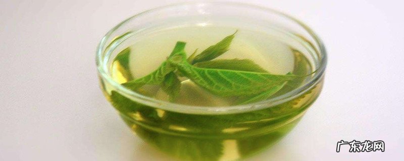 桑树叶泡水的危害