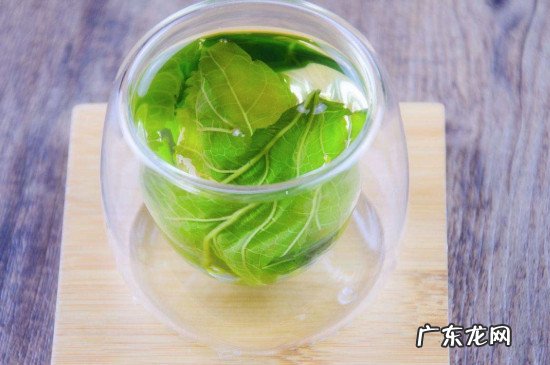 桑树叶泡水的危害