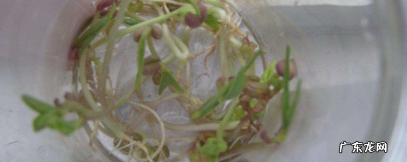 绿豆芽长绿叶还能吃吗