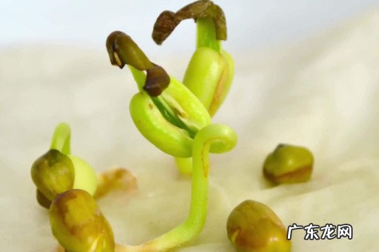 绿豆芽长绿叶还能吃吗