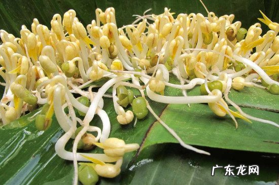绿豆芽长绿叶还能吃吗
