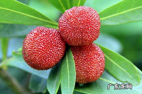 杨梅和樱桃可以一起吃吗