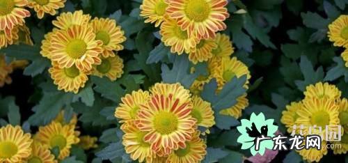 菊花寓意是什么意思 菊花代表什么象征意义