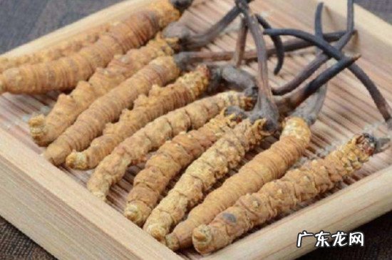 冬虫夏草可以放冰箱冷冻吗