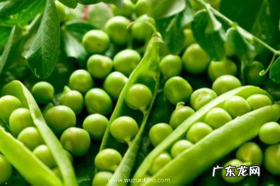 青豆煮几分钟才能熟