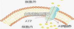 主动运输的例子