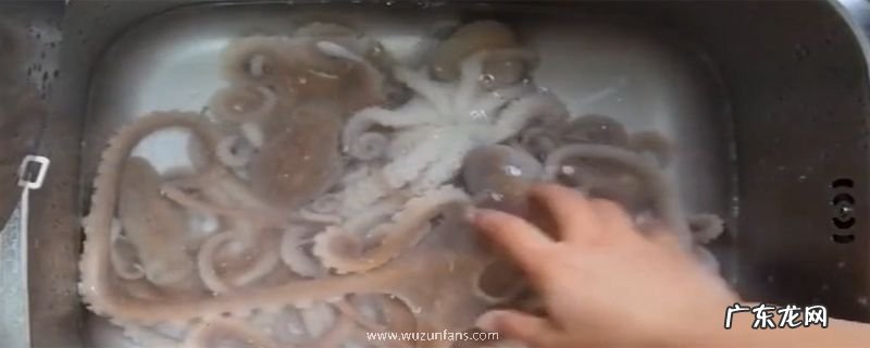 八爪鱼怎么清洗