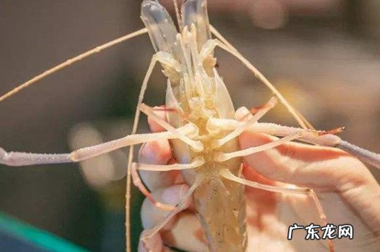 罗氏虾怎么清洗