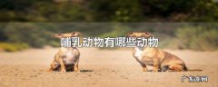 哺乳动物有哪些动物
