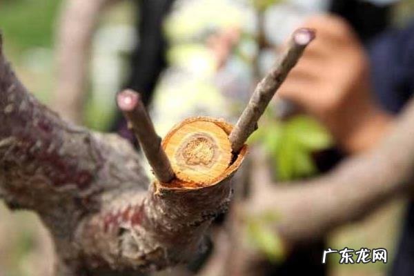 果树嫁接方法,以及嫁接时间