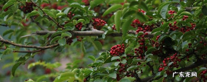 花椒树繁殖方法,常以播种繁殖为主