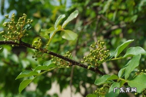 花椒树繁殖方法,常以播种繁殖为主