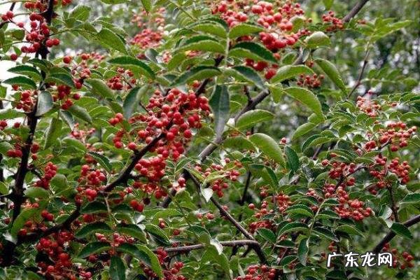 花椒树繁殖方法,常以播种繁殖为主