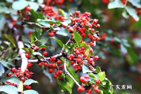 花椒树繁殖方法,常以播种繁殖为主