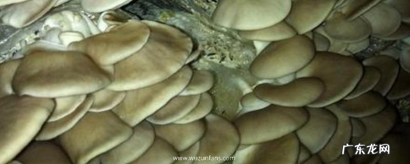 秀珍菇栽培技术,保证适宜的温度和湿度