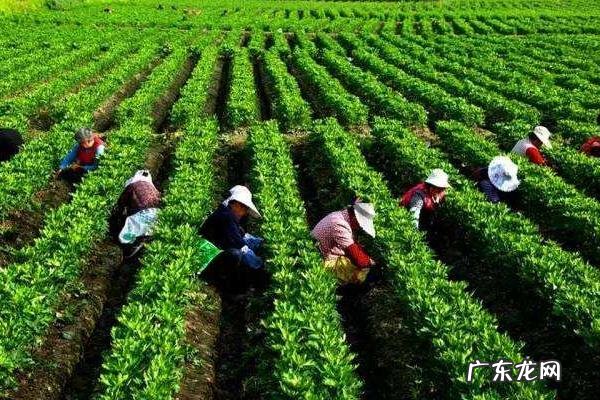 附子种植技术与栽培管理，种植时间选择11月份为宜