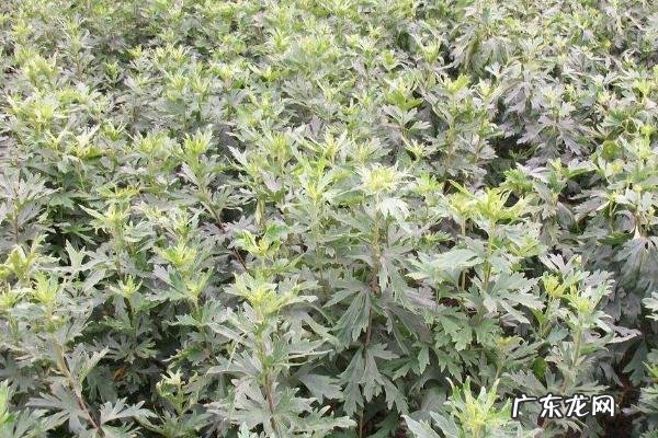 附子种植技术与栽培管理，种植时间选择11月份为宜