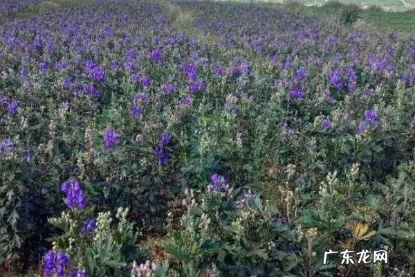 附子种植技术与栽培管理，种植时间选择11月份为宜