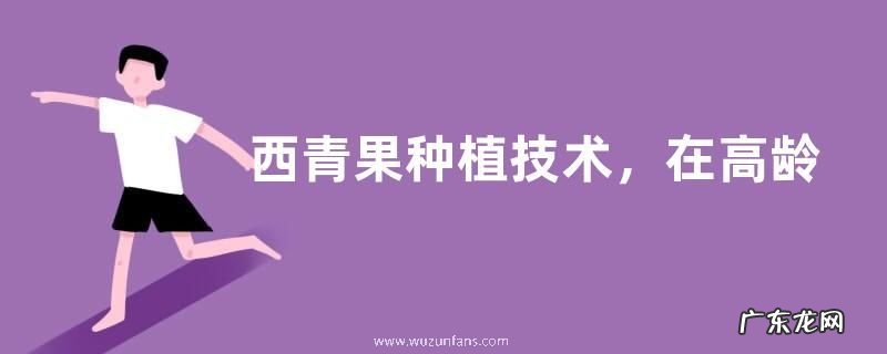 西青果种植技术,在高龄的果树上取种