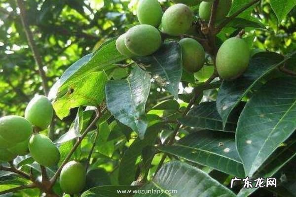 西青果种植技术,在高龄的果树上取种