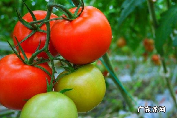 番茄缺钙症状和补钙措施,附发生该病症的原因