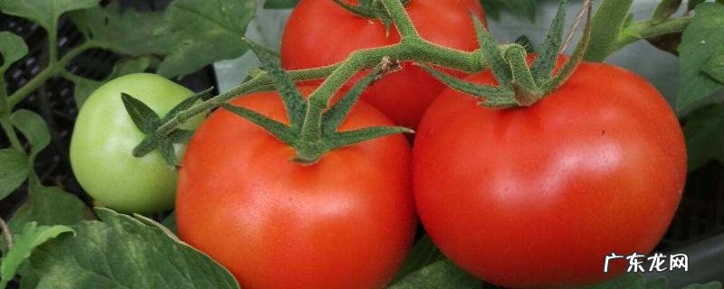 番茄缺钙症状和补钙措施,附发生该病症的原因