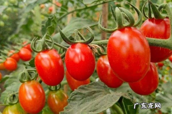 番茄缺钙症状和补钙措施,附发生该病症的原因