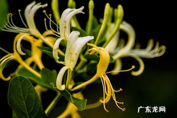 金银花种植注意事项，以及时间