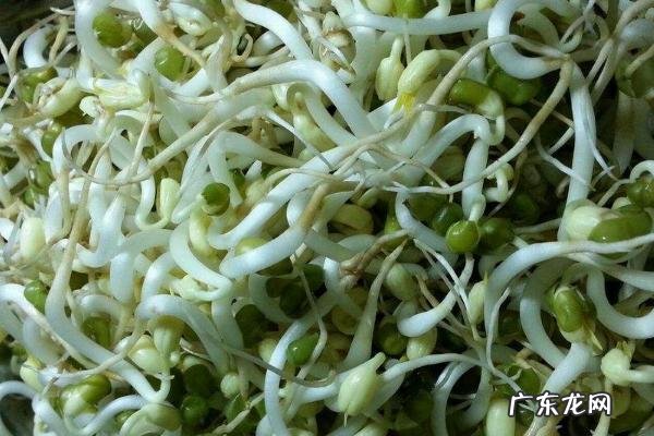 绿豆芽怎样发,首先要进行浸种