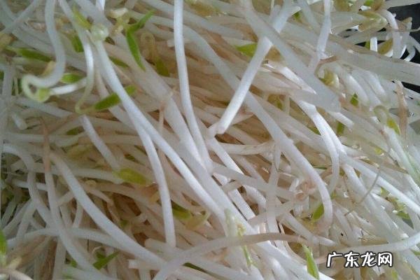 绿豆芽怎样发,首先要进行浸种