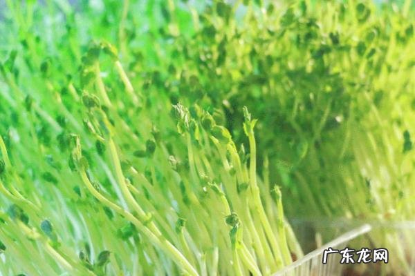 绿豆芽怎样发,首先要进行浸种