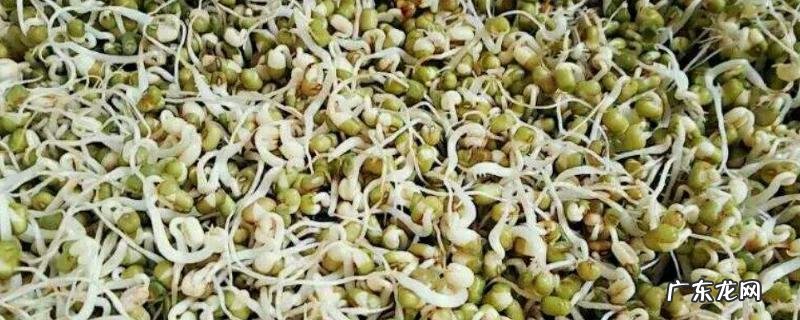 绿豆芽怎样发,首先要进行浸种