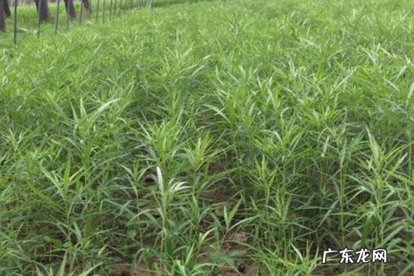 藜蒿种植技术,以深沟高畦栽培为主