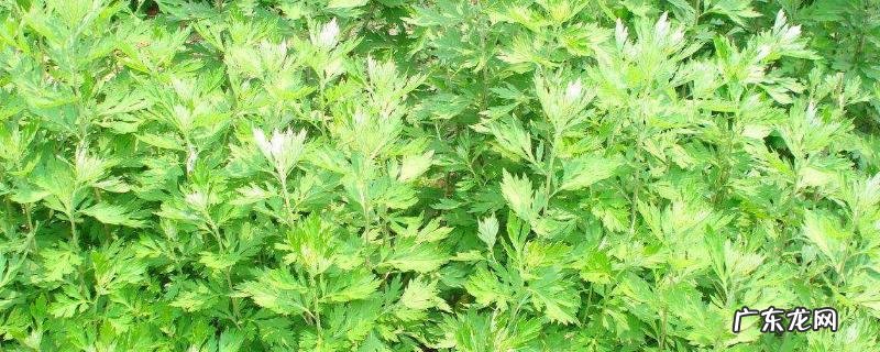 藜蒿种植技术,以深沟高畦栽培为主