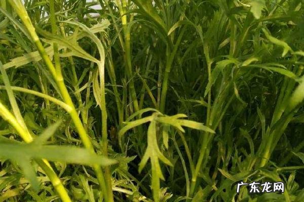 藜蒿种植技术,以深沟高畦栽培为主