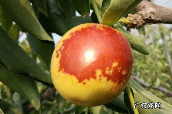 冬枣种植技术,根据所在地区的气候、环境来选择品种