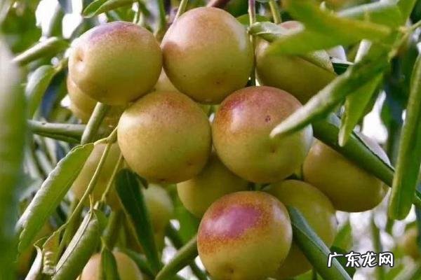 冬枣种植技术,根据所在地区的气候、环境来选择品种