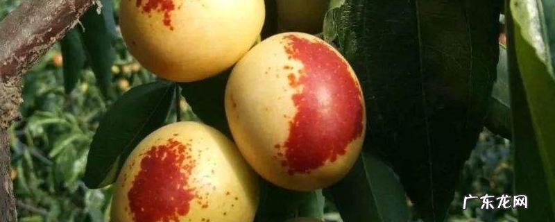 冬枣种植技术,根据所在地区的气候、环境来选择品种