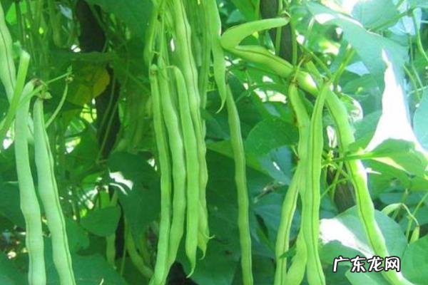 芸豆病虫害防治技术,附发病症状