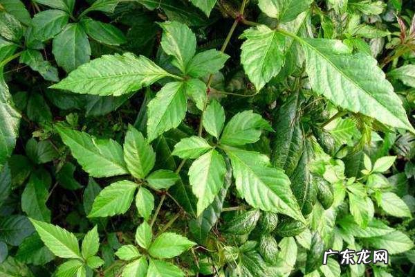 乌蔹莓种植技术，可分扦插繁殖与播种繁殖