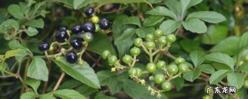 乌蔹莓种植技术，可分扦插繁殖与播种繁殖